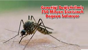 Genetiği Değiştirilmiş 750 Milyon Sivrisinek Doğaya Salınıyor