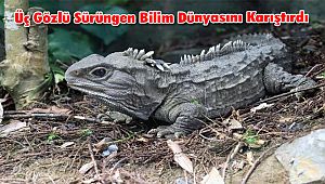 Üç Gözlü Sürüngen Bilim Dünyasını Karıştırdı
