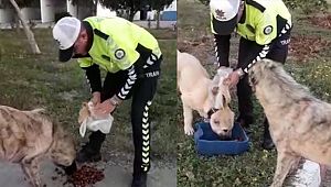 Trafikçi Polisin Hayvan Sevgisi