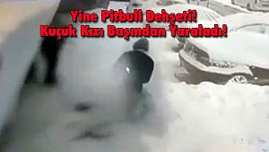 Yine Pitbull Dehşeti! Küçük Kızı Başından Yaraladı!
