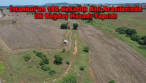 İstanbul’un 180 dekarlık Atıl Arazilerinde İlk Buğday Hasadı Yapıldı