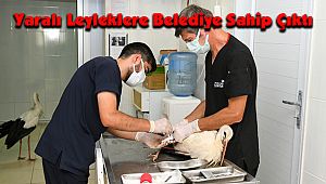 Yaralı Leyleklere Sahip Çıktı
