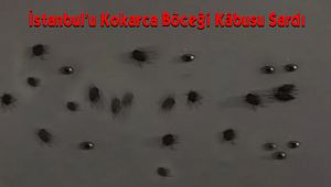 İstanbul'u Kokarca Böceği Kâbusu Sardı