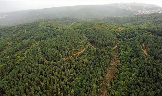 Ormana Bitişik Parselde Yapı İnşa Edilemeyecek