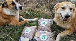 Başıboş hayvanlar için 81 ile genelge