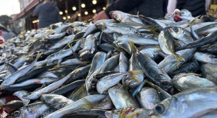 Denizlerde İstavrit Bolluğu