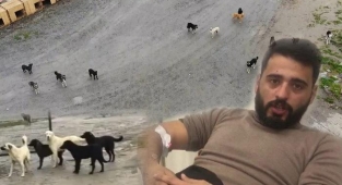 Sokak Köpekleri Saldırdı, Yoldaki Çukura Düştü