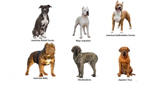 Tehlikeli Köpek Irkı Sahipleri İçin Son Tarih 14 Ocak 2022