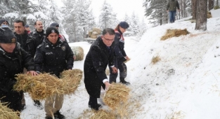 Tokat'ta yaban hayvanları için doğaya yem bıraktılar