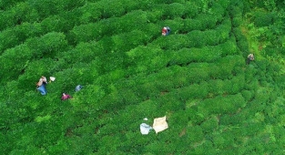 ÇAYKUR işçi alımı başvurusu ne zaman? 2022 ÇAYKUR işçi alımı kura çekimi ne zaman yapılacak?