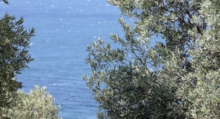 Mudanya Tirilye Zeytini'nin geleneksel yetiştiriciliği UNESCO'ya aday