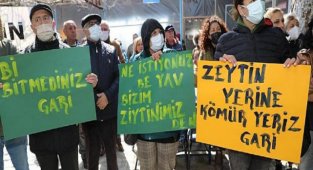 'Zeytin Yerine Kömür Yeriz Gari'