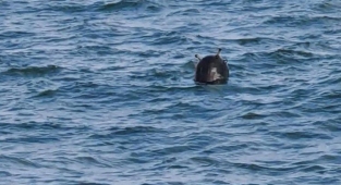 Kefken açıklarındaki mayın imha edildi