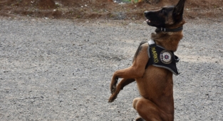  Narkotik Dedektör Köpekler Polisin En Büyük Destekçisi Oldu