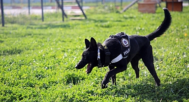 2022 FIFA Dünya Kupası'nda Dedektör Köpekler Kullanılacak 