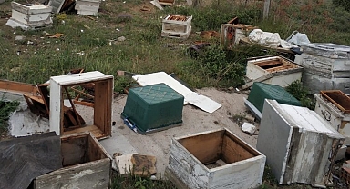 Bilecik’te ayılar arı kovanlarını parçaladı binlerce arı telef oldu