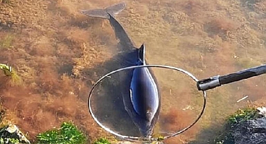 Kastamonu'da yavru yunus kıyıya vurdu