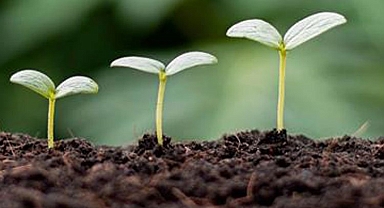 Diyanet'ten 'çevre ahlakı' vurgusu