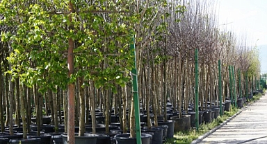 Erzurumlular kendi fidanını kendisi üretiyor