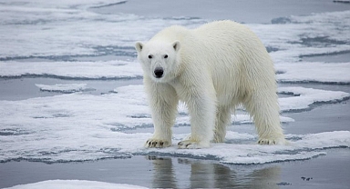 Kutup ayıları iklim değişikliğine uyum sağlıyor