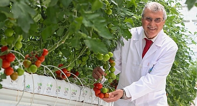 Sakarya'da domatesler serada kızarıyor... Hasat yakında başlayacak