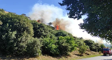 Kartal'da ağaçlık alanda çıkan yangın söndürüldü