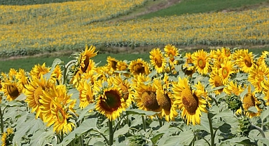 Kocaeli'de ayçiçeği tarlaları hasata hazır