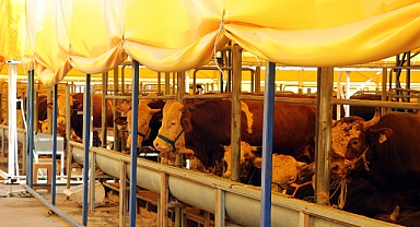 Kurban Kesmek İçin 5 Farklı Nokta