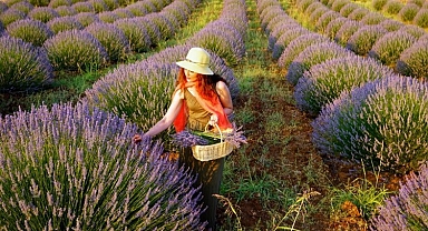 Turistler akın akın oraya gidiyor! Eşsiz güzellik, lavanta vadisi