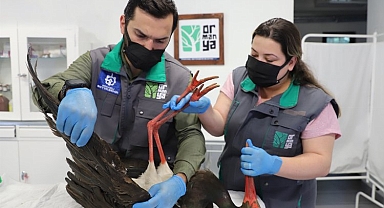 Yaralı Kara Leylek Kocaeli'de koruma altında