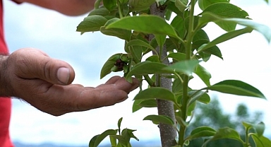 Çiftçiye ‘Cennet meyvesi fidanı’ desteği