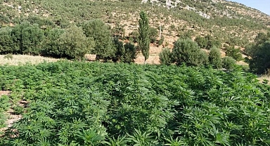 Diyarbakır'da milyonlarca kenevir ele geçirildi