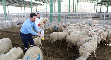 Hayvansal Üretim'de büyükbaş azaldı, küçükbaş arttı