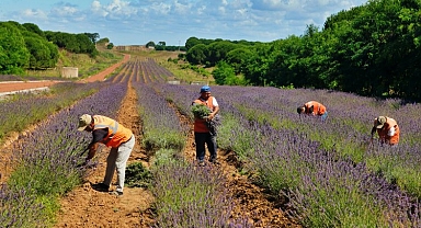 Sakarya Botanik’te rengârenk hasat
