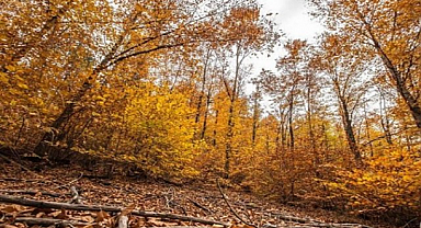 11 ilde Ormana ait Bazı Alanlar Orman Statüsünden Çıkarıldı