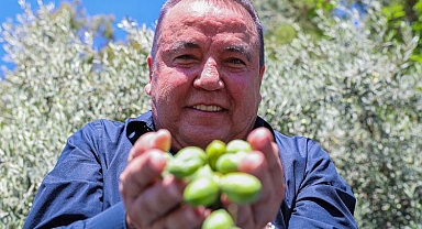 Antalya'da zeytin özel koruma altında