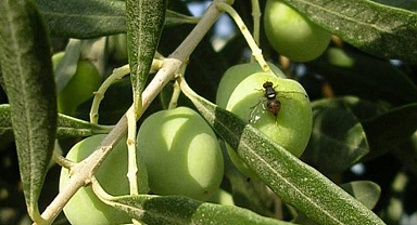 Bursa Mudanya'da zeytin sineği ile mücadele uyarısı