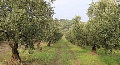 Marmarabirlik bu yıl zeytinde yüksek rekolte bekliyor