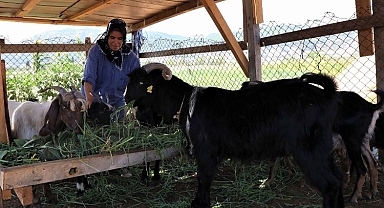 Muğla Büyükşehir Yatağan’da 'kıl keçisi' dağıtacak
