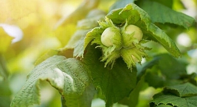 TZOB: El ele verip fındığa sahip çıkmalı