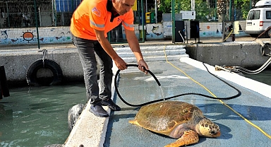 Yaralı carettanın imdadına belediye yetişti