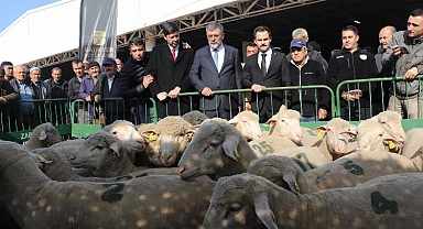 Balıkesirli üreticilere damızlık koç desteği