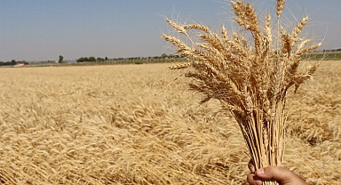 Belediyenin ektiği buğdaylar ekmeğe dönüşüyor