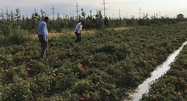 CHP'li Sarıbal: Çiftçinin zararı ne olacak?