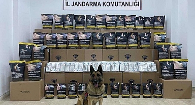 Bingöl’de kaçak tütüne 1 gözaltı
