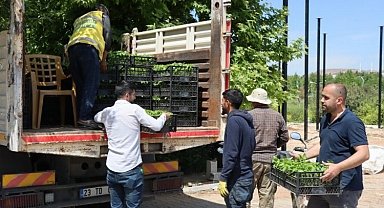 Büyükşehir’den vatandaşlara isot fidesi