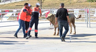 Ankara'da 'kurban yakalama timi,15 gün eğitim aldılar