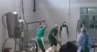 Et ve Süt Kurumu'nda büyükbaş hayvana işkence! Sorumluların işine son verildi