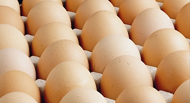 Yumurtacılardan 'yasaklı' Antibiyotik