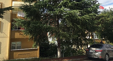 İzmit'te tehlikeli ağaçlara müdahale